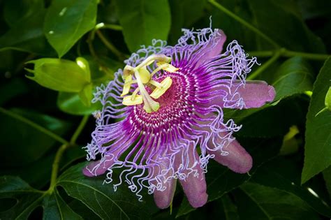 does passionflower help anxiety